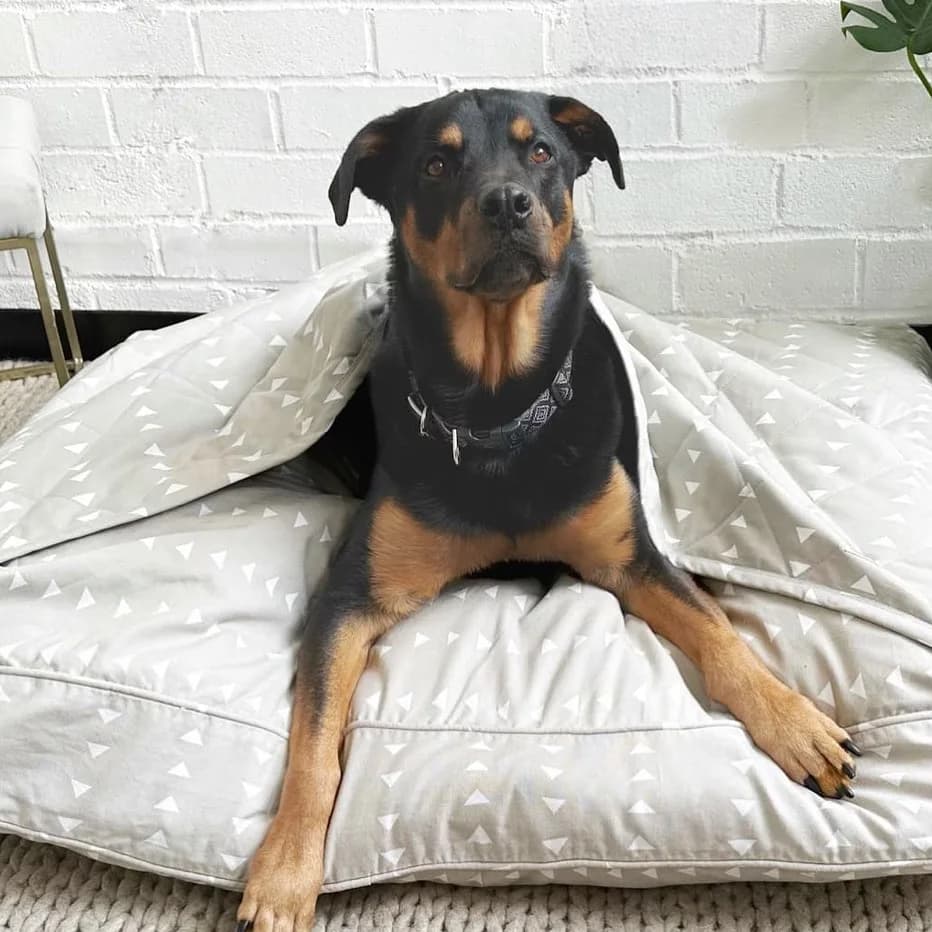 Molly Mutt plastic free dog beds